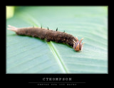 Owl Caterpillar