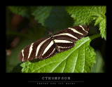 Zebra Longwing