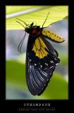 Birdwing