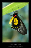 Birdwing