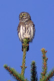 Sparvuggla (Glaucidium passerinum)