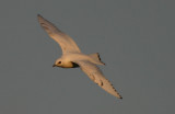 Ivory Gull   Isms  (Pagophila eburnea)