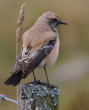 Desert Wheatear  kenstenskvtta  (Oenanthe deserti)