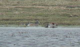 American Wigeon  Amerikansk blsand  (Anas americana)