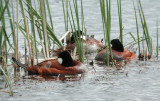 Ruddy Duck  Amerikansk kopparand  (Oxyura jamaicensis)