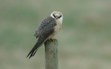 Red-footed Falcon  Aftonfalk  (Falco vespertinus) 2003