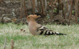 Eurasian Hoopoe  Hrfgel  (Upupa epops)