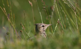 Crested Lark  Tofslrka  (Galerida cristata)