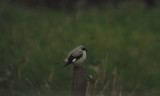Lesser Grey Shrike  Svartpannad trnskata  (Lanius minor)