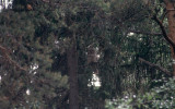 Ural Owl  Slaguggla  (Strix uralensis)