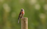 Common Linnet  Hmpling  (Carduelis cannabina)