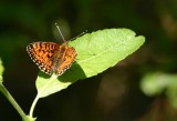 Small Pearl-bordered Fritillary  Brunflckig prlemorfjril  (Boloria selene)