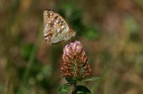 High Brown Fritillary  Skogsprlemorfjril  (Argynnis adippe)