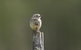 Meadow Pipit  ngspiplrka  (Anthus pratensis)