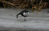 White-throated Dipper Strömstare (Cinclus cinclus)