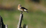 Northern Wheatear  Stenskvtta (Oenanthe oenanthe)