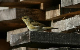 Willow Warbler  Lvsngare  (Phylloscopus trochilus)