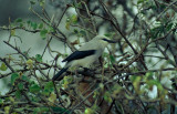 Stresemanns Bush-Crow  (Zavattariornis stresemanni)