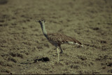 Arabian Bustard  (Ardeotis arabs)