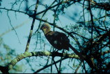 Ruspolis Turaco  (Tauraco ruspolii)