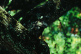 Thick-billed Raven  (Corvus crassirostris)