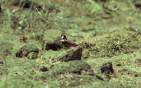 Chestnut-backed Sparrow-Lark  (Eremopterix leucotis)