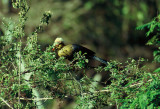 Ruspolis Turaco  (Tauraco ruspolii)