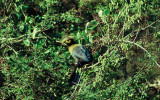 Ruspolis Turaco  (Tauraco ruspolii)