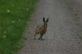 Flthare  (Lepus europeaus)