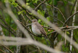 Spotted Flycatcher Grå flugsnappare (Muscicapa striata)