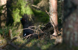 Western Capercaillie  Tjder  (Tetrao urogallus)