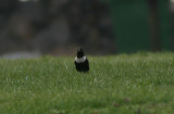 Ring Ouzel  Ringtrast  (Turdus torquatus)