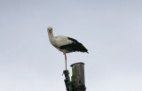 White Stork  Vit stork  (Ciconia ciconia) 2007