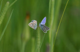 Common Blue  Puktrneblvinge hane hona  (Polyommatus icarus)