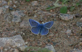 Common Blue  Puktrneblvinge hane  (Polyommatus icarus)