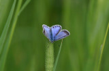 Common Blue  Puktrneblvinge hona  (Polyommatus icarus)