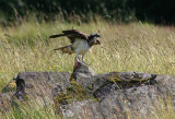 Osprey  Fiskgjuse  (Pandion haliaetus)