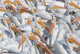 Pelicanos Borregones