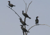 Double-crested Cormorants; breeding