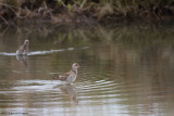 Philomachus pugnax / Kemphaan / Ruff