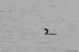 Phalacrocorax aristotelis / Kuifaalscholver / European Shag