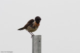 Saxicola Rubicola / Roodborsttapuit / European Stonechat