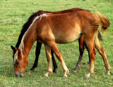 Horses03-crw_3054_std.jpg