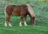 Horses04-dsc01670-nrni_std.jpg