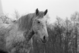 Horses09-img_4502-bw_std.jpg