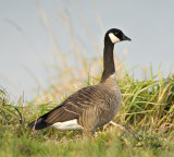Taveners Cackling Goose