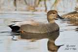 Gadwall