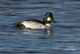 Common Goldeneye