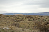 Shrub-steppe on Hanford Reach