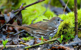 Fox Sparrow